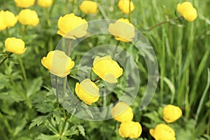 Flowering group of Trollius globeflower or globe flower at meadow. Yellow wild flowers in the garden