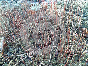 Flowering and growth of moss in the forest