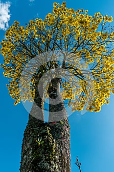 FLOWERING GUAYACAN TREE photo