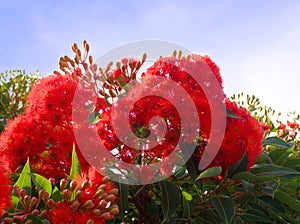 Flowering gum tree