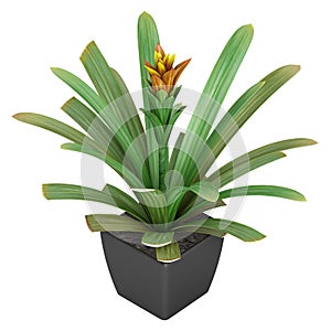 Flowering guzmania plant