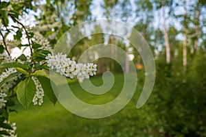 Flowering hagberry prunus padus