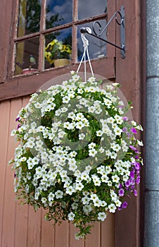 Flowering hanging basket