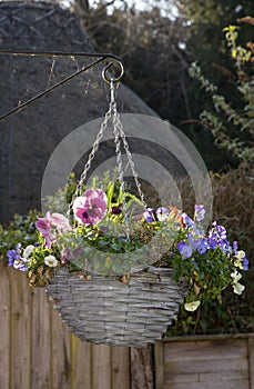 Flowering hanging basket