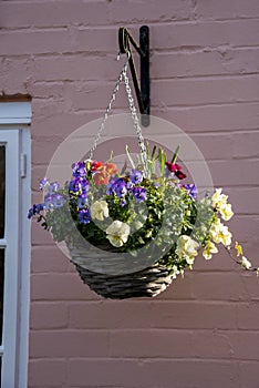 Flowering hanging basket against a pink coloured wall.