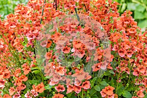 Flowering hanging basket with peach colored blooms