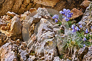 Flowering harebell Campanula rotundifolia on infertile inhospitable hard dry ground between the rocks of the Alps photo