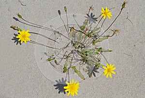 Hawkbit photo