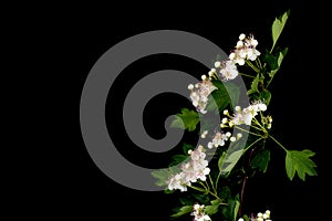 Flowering hawthorn branch CrataÃÂ©gus monÃÂ³gyna isolated on a black background close up