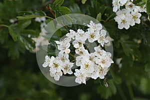 Flowering hawthorn bush