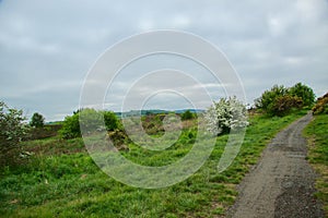 Flowering Hawthorn under gray skies