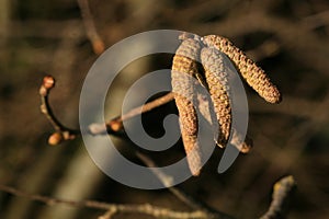 Flowering hazel. Springtime