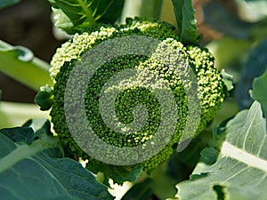 Flowering head of Broccoli