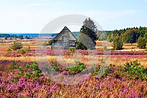 Flowering heath and a traditional Sheepfold in Lueneburg Heath, Germany