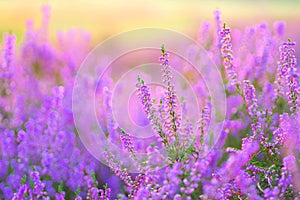 Flowering Heather, Calluna vulgaris in the morning