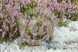 Flowering heather flowers in calluna lichen
