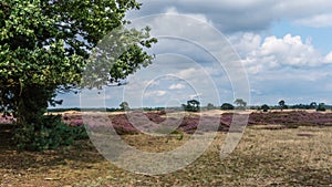 Flowering Heather in the Hoge Veluwe landscape