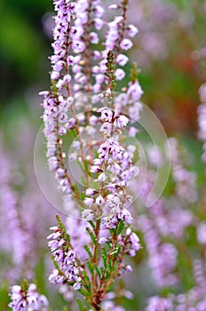 Flowering heathers