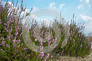 Flowering heathers