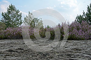 Flowering heathers