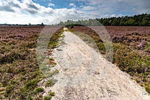 Flowering heathlands in the Netherlands