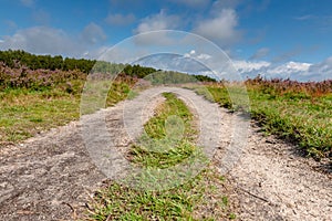 Flowering heathlands in the Netherlands