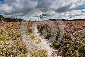 Flowering heathlands in the Netherlands