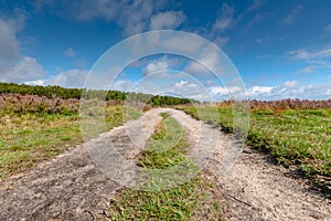 Flowering heathlands in the Netherlands