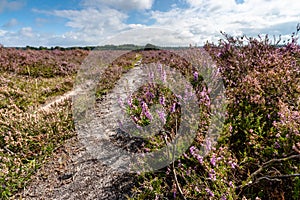 Flowering heathlands in the Netherlands