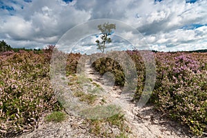 Flowering heathlands in the Netherlands