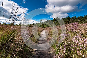 Flowering heathlands in the Netherlands