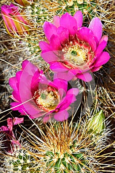 Flowering Hedge Hog cactus