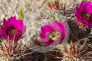 Flowering Hedgehog Cactus