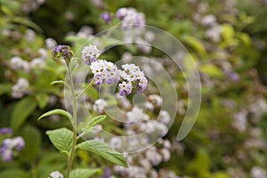 Flowering heliotrope background