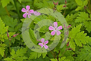 flowering herb robert plant - Geranium robertianum.