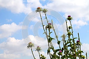 Flowering herb of Syrian Thistle Cirsium syriacum, Notobasis syriaca against blue sky