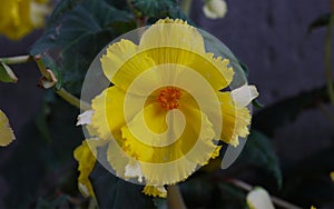Flowering hibiscus plant