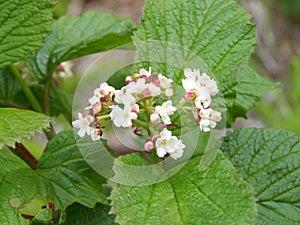 Flowering Highbush Cranberry