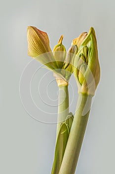 Flowering  hippeastrum amaryllis Princes Claire on grey background