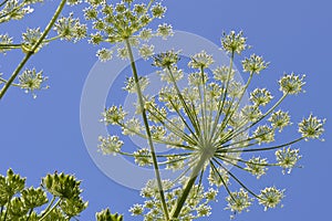 Flowering Hogweeds under a clear blue sky