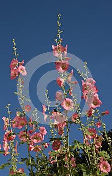 Flowering Hollyhocks against a blue sky