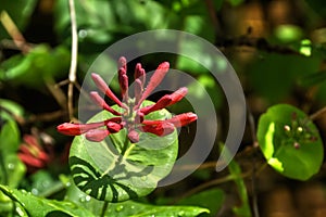 Flowering honeysuckle. Spring.