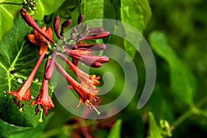 Flowering honeysuckle. Spring.