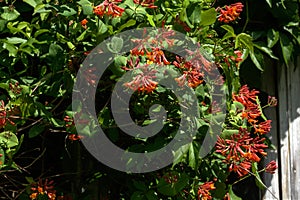 Flowering honeysuckle. Spring.