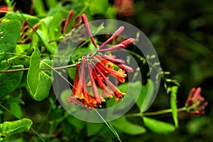 Flowering honeysuckle. Spring.
