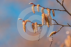 Flowering hornbeam tree