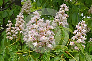 Flowering of horse chestnut Aesculus hippocastanum L