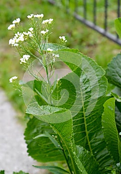 The flowering of horseradish, or rustic Armoracia rusticana G.Gaertn., B.Mey