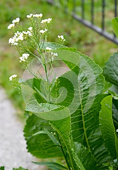 The flowering of horseradish, or rustic Armoracia rusticana G.Gaertn., B.Mey. & Scherb