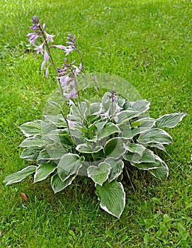 Flowering Host Function of the Francee variety. General view of the plant